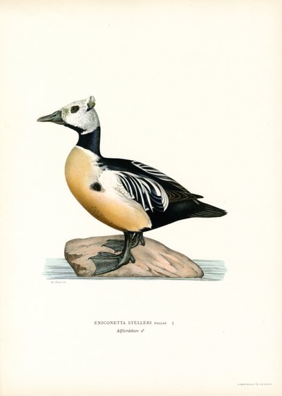 Küçük Eider (renkli lito) by Magnus Ferdinand and Wilhelm von Wright