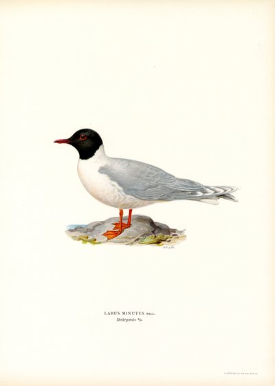 Küçük Martı (renkli taş) by Magnus Ferdinand and Wilhelm von Wright