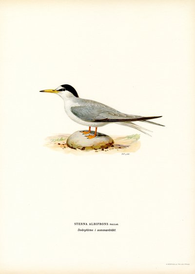 Küçük Sumru (renkli taş) by Magnus Ferdinand and Wilhelm von Wright