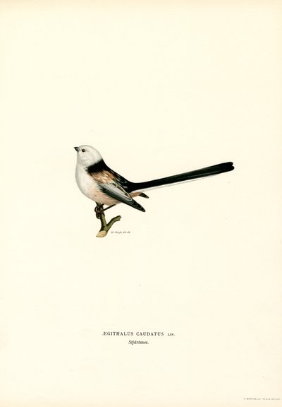Uzun kuyruklu baştankara (renkli taş) by Magnus Ferdinand and Wilhelm von Wright