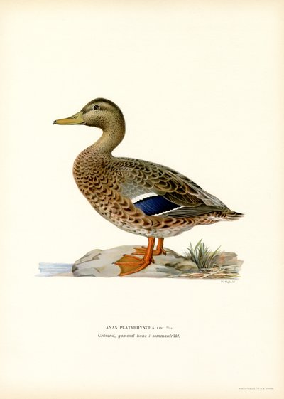 Yeşilbaş (renkli taş) by Magnus Ferdinand and Wilhelm von Wright