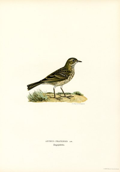 Çayır incir (renkli lito) by Magnus Ferdinand and Wilhelm von Wright