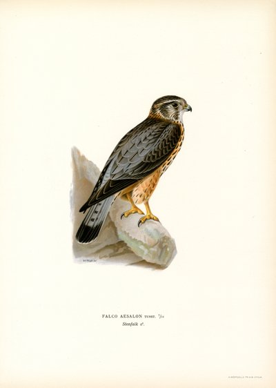 Merlin (renkli taş) by Magnus Ferdinand and Wilhelm von Wright