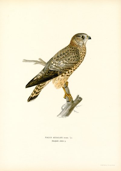 Merlin (renkli taş) by Magnus Ferdinand and Wilhelm von Wright
