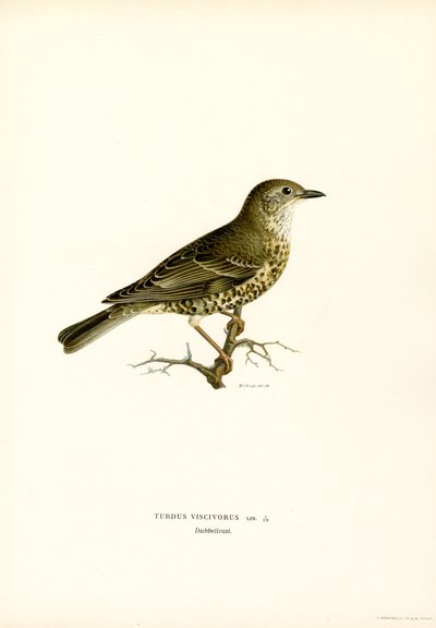 Ökse Ardıç (renkli lito) by Magnus Ferdinand and Wilhelm von Wright