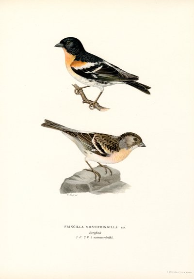 Dağ İspinozu (renkli taş) by Magnus Ferdinand and Wilhelm von Wright