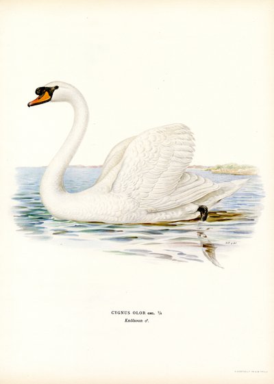 Sessiz Kuğu (renkli taş) by Magnus Ferdinand and Wilhelm von Wright