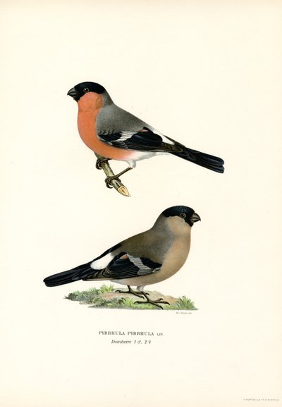 Kuzey Avrasya Şakrak Kuşu (renkli taş) by Magnus Ferdinand and Wilhelm von Wright