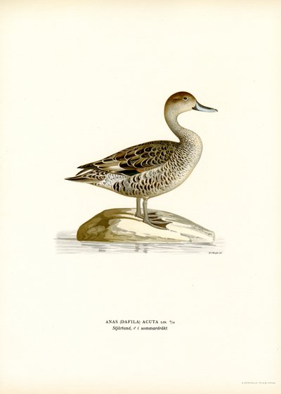 Kuzey Kılkuyruk (renkli lito) by Magnus Ferdinand and Wilhelm von Wright