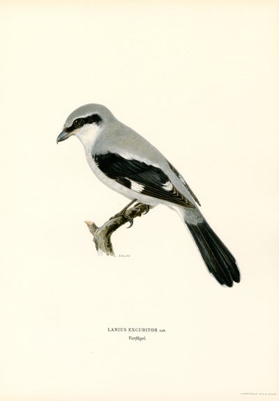 Kuzey Shrike (renkli taş) by Magnus Ferdinand and Wilhelm von Wright