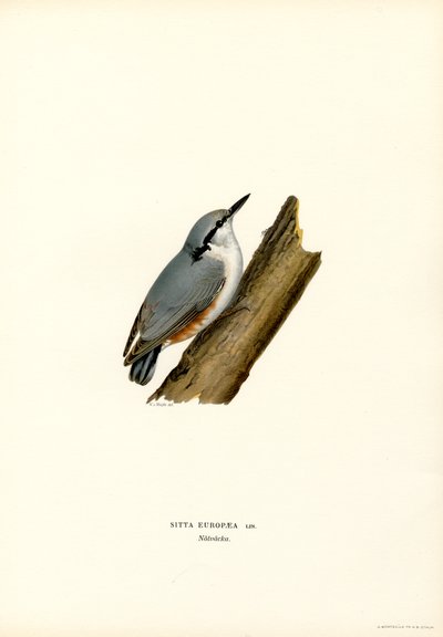 Nuthatch (renk üyeleri) by Magnus Ferdinand and Wilhelm von Wright