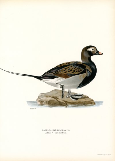 Oldsquaw Duck (renkli taş) by Magnus Ferdinand and Wilhelm von Wright