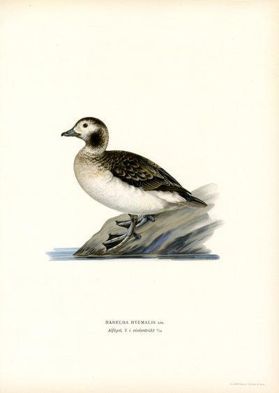 Oldsquaw Duck (renkli taş) by Magnus Ferdinand and Wilhelm von Wright