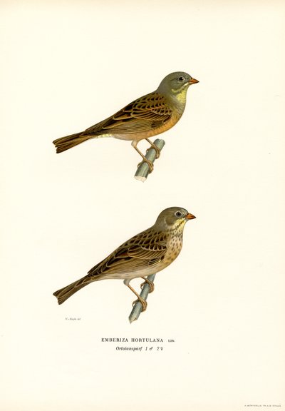 Ortolan Bunting (renkli taş) by Magnus Ferdinand and Wilhelm von Wright