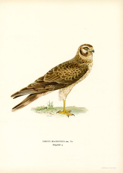 Pallid Harrier (renkli taş) by Magnus Ferdinand and Wilhelm von Wright