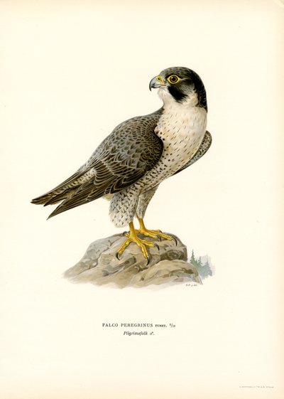 Peregrine Falcon (renkli taş) by Magnus Ferdinand and Wilhelm von Wright