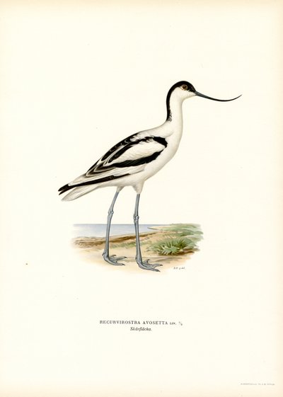 Alaca Avocet (renkli lito) by Magnus Ferdinand and Wilhelm von Wright