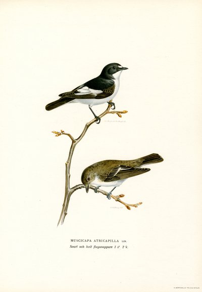 Alaca Sinekkapan (renkli lito) by Magnus Ferdinand and Wilhelm von Wright