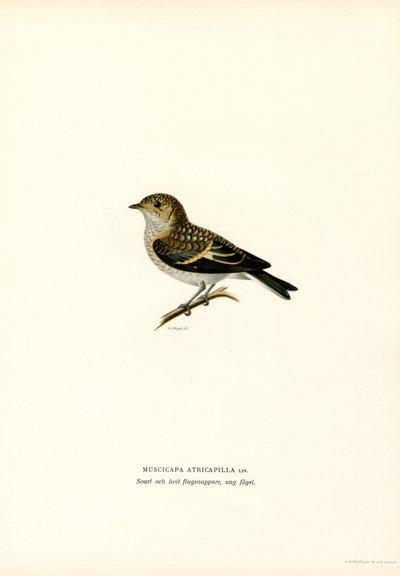 Alaca Sinekkapan (renkli lito) by Magnus Ferdinand and Wilhelm von Wright