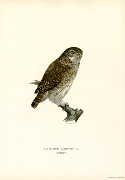 Pigme Baykuş (renkli taş) by Magnus Ferdinand and Wilhelm von Wright
