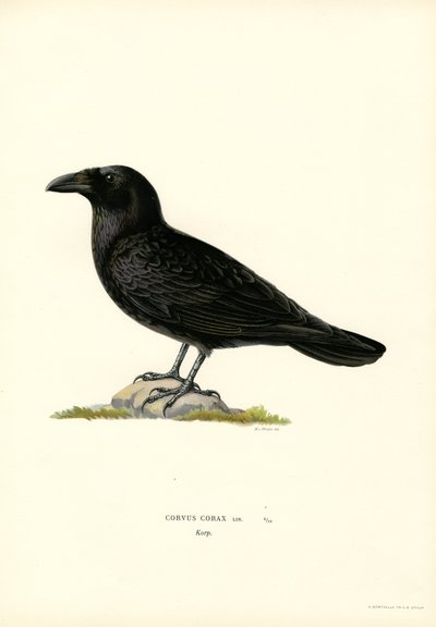 Kuzgun (renkli taş) by Magnus Ferdinand and Wilhelm von Wright