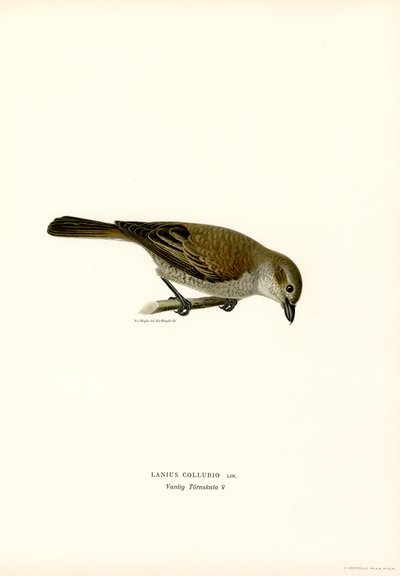 Kırmızı sırtlı Shrike (renkli lito) by Magnus Ferdinand and Wilhelm von Wright