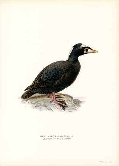 Kırmızı gagalı Scoter (renkli taş) by Magnus Ferdinand and Wilhelm von Wright