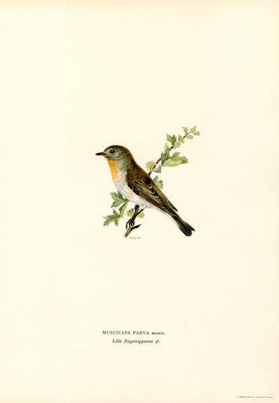 Kırmızı göğüslü Sinekkapan (renkli taş) by Magnus Ferdinand and Wilhelm von Wright