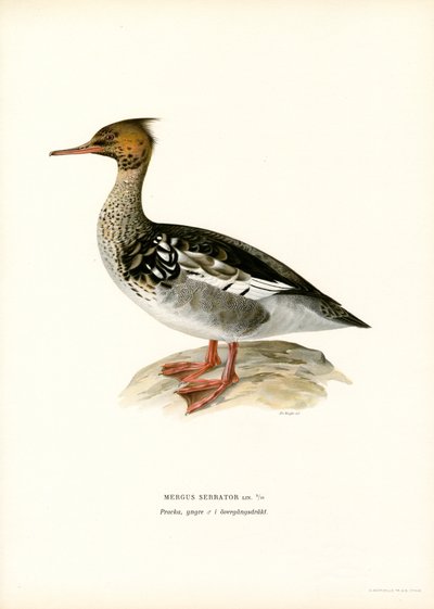 Kırmızı göğüslü Merganser (renkli taş) by Magnus Ferdinand and Wilhelm von Wright