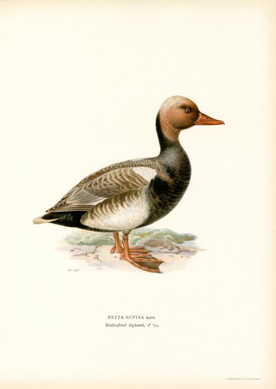 Kızıl Tepeli Ördek (renkli taş) by Magnus Ferdinand and Wilhelm von Wright