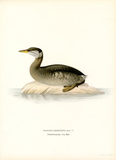 Kızıl boyunlu batağan (renkli taş) by Magnus Ferdinand and Wilhelm von Wright