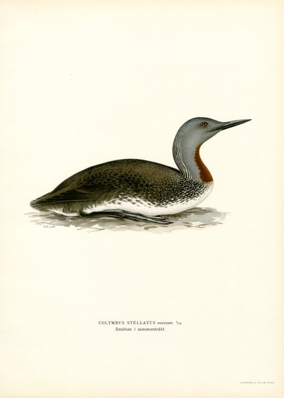 Kırmızı boğazlı Dalgıç (renkli taş) by Magnus Ferdinand and Wilhelm von Wright