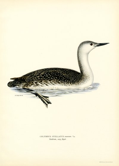 Kırmızı boğazlı Dalgıç (renkli taş) by Magnus Ferdinand and Wilhelm von Wright