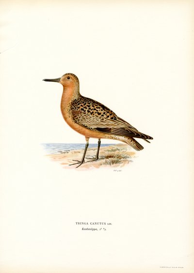Kırmızı Düğüm (renkli taş) by Magnus Ferdinand and Wilhelm von Wright