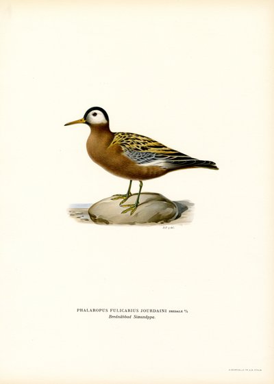 Kırmızı Phalarope (renkli lito) by Magnus Ferdinand and Wilhelm von Wright