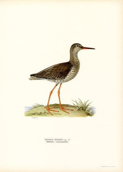Redshank (renkli taş) by Magnus Ferdinand and Wilhelm von Wright
