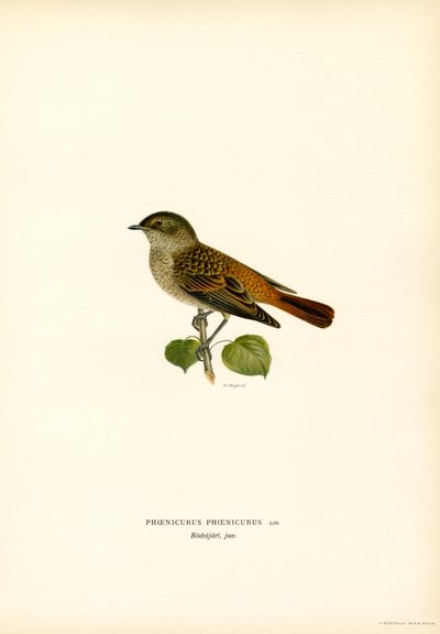 Redstart (renkli lito) by Magnus Ferdinand and Wilhelm von Wright