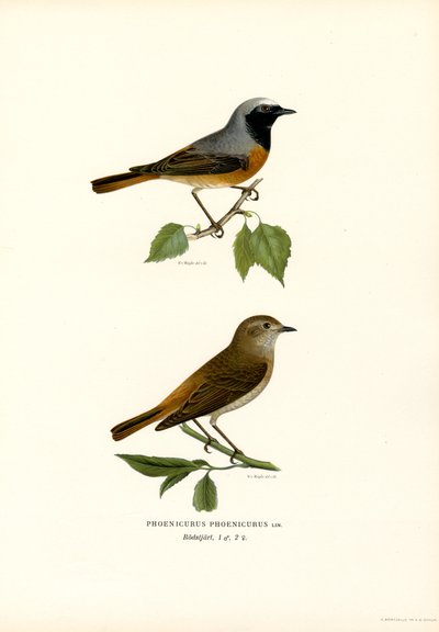 Redstart (renkli lito) by Magnus Ferdinand and Wilhelm von Wright