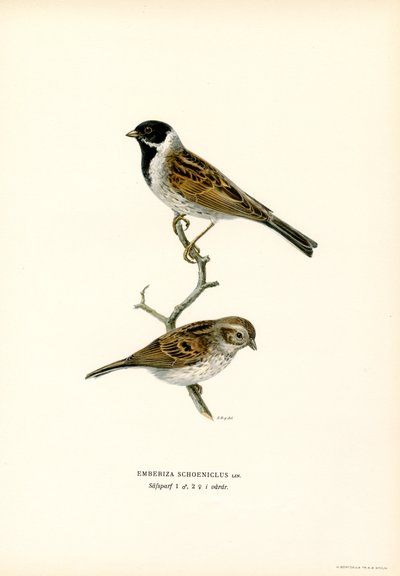 Reed Bunting (renkli taş) by Magnus Ferdinand and Wilhelm von Wright