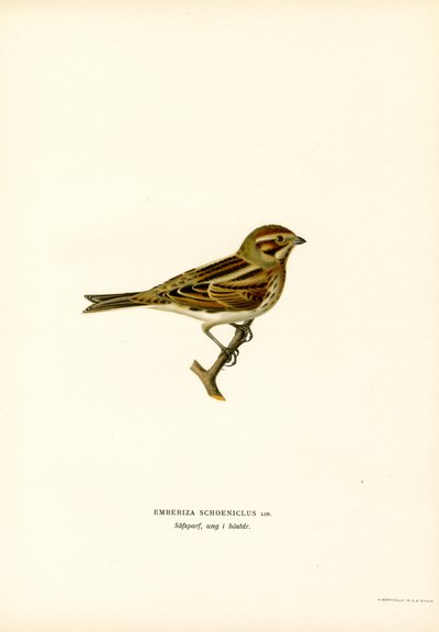 Reed Bunting (Renk Lito) by Magnus Ferdinand and Wilhelm von Wright