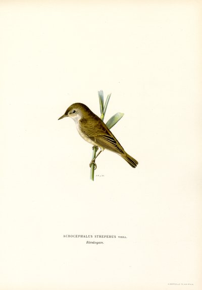 Reed Warbler (renkli taş) by Magnus Ferdinand and Wilhelm von Wright