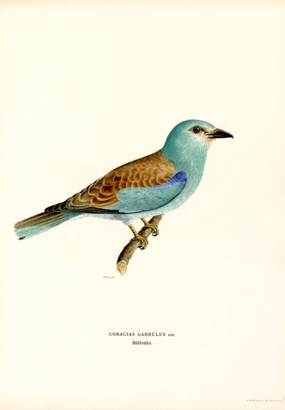 Rulo (renkli lito) by Magnus Ferdinand and Wilhelm von Wright