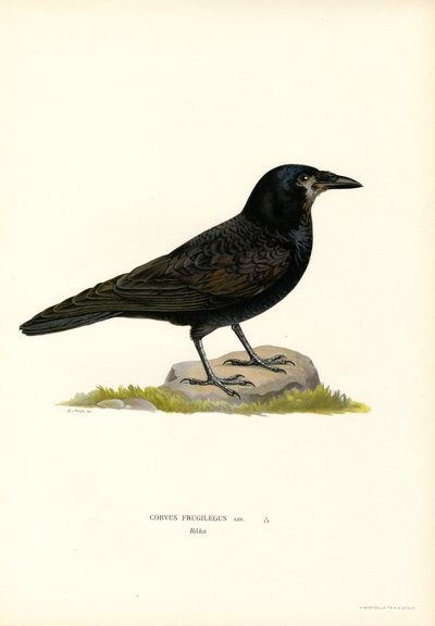 Kale (renkli taş) by Magnus Ferdinand and Wilhelm von Wright