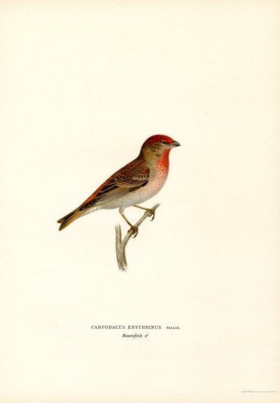 Rosefinch (renkli lito) by Magnus Ferdinand and Wilhelm von Wright