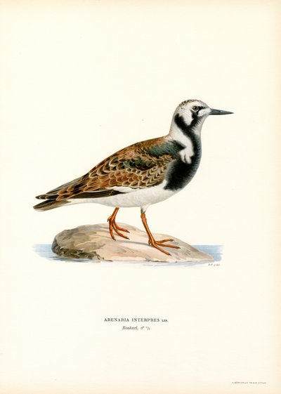 Ruddy Turnstone (renkli taş) by Magnus Ferdinand and Wilhelm von Wright