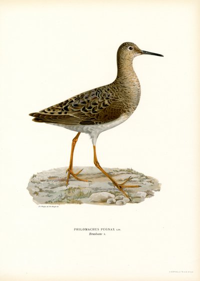 Ruff (renkli lito) by Magnus Ferdinand and Wilhelm von Wright