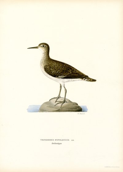 Sandpiper (renkli taş) by Magnus Ferdinand and Wilhelm von Wright