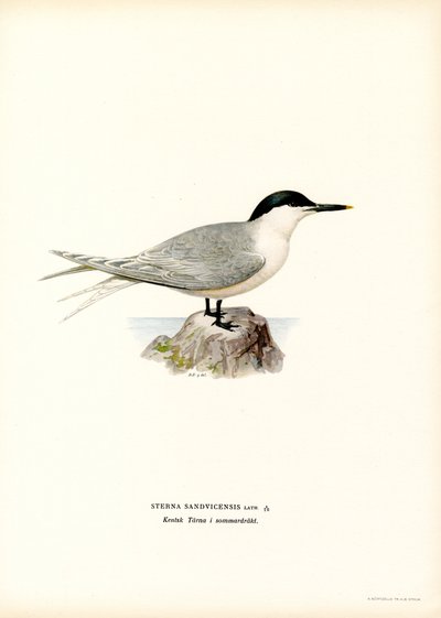 Sandviç Sumru (renkli taş) by Magnus Ferdinand and Wilhelm von Wright