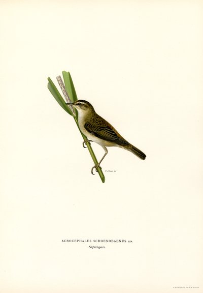 Sedge Warbler (renkli lito) by Magnus Ferdinand and Wilhelm von Wright