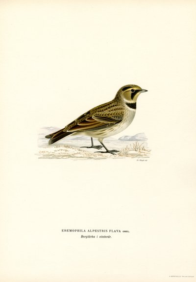 Shore Lark (renkli taş) by Magnus Ferdinand and Wilhelm von Wright